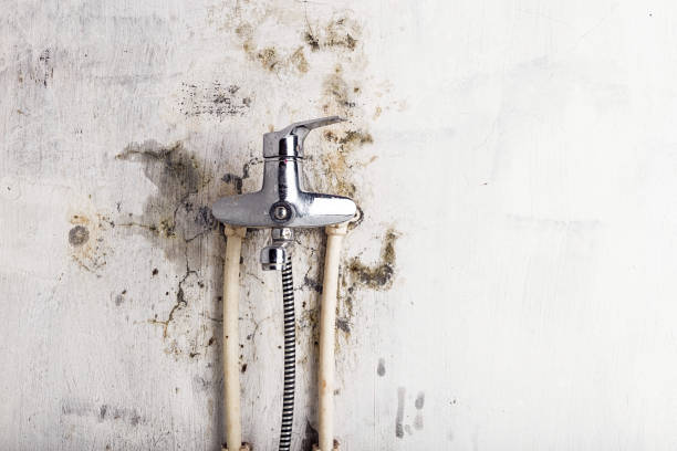 University Park, NM Mold Removal Company