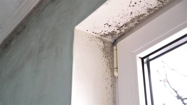 Best Residential Mold Removal  in University Park, NM