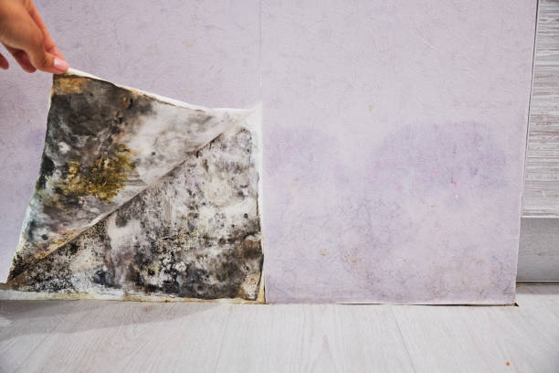 Best Local Mold Removal Service  in University Park, NM